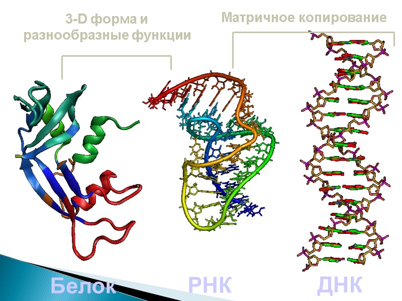 РНК ДНК Белок 3-D форма и разнообразные функции Матричное копирование